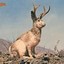 Jackalope8722