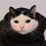 小花猫 我们走