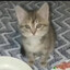 Misha