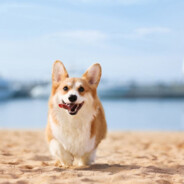 大爷枪打有缘人？