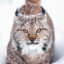 Luchs