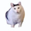 IKUN