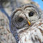 Owl Nerd