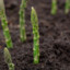 asparagus