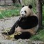 panda_bear1605