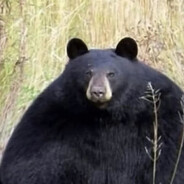 群馬県のクマ