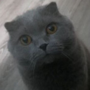 ПРО 100 тëмик