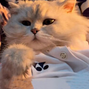 MMMMMWWWMMMMMWWWMMMMMWWWWMMMMWMM