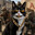 ThePuffCat