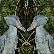 ｏｌｅＶ's avatar