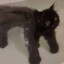 落水猫SeaGato