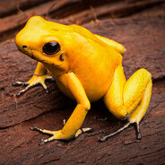 Yellow frog