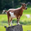 goat