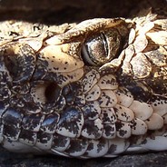 DrCrotalus