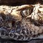 DrCrotalus