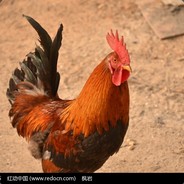 要吃就吃中国造