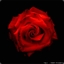 Red_Rose_Live