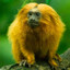 rainforest creature