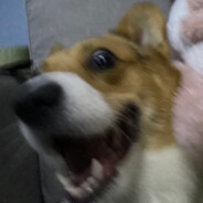 若是月亮还没来