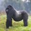 BigAbizana