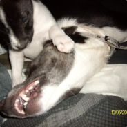 jared - steam id 76561197965486350