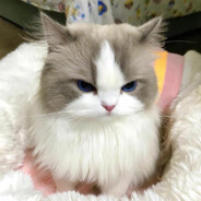 дэйдли киттэн X(