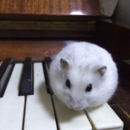 ٩( `ω`)وや呸ぺ呸ぺ🎀