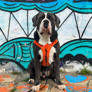 King of the Galápagos