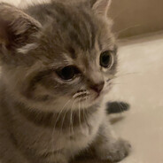 Сёрфер по KisКам