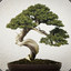 Bonsai Tree 97