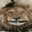 Safari