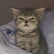 Котик ^_^ crAzyy