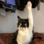 CATMAN POESWOMAN