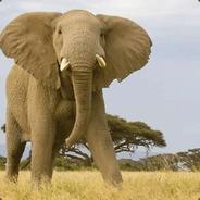 eIephant