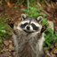 awesome raccoon