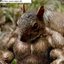 muscle squirrel