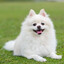 a very rabid dog
