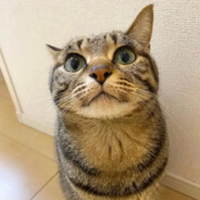 мэр малиновки