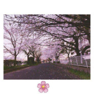 埋下姑苏桃花雪