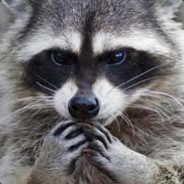 Ёнотик полоскун