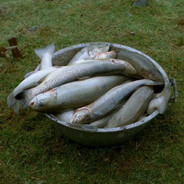 iv63g44ppp894b2il3vu379478ty