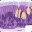 Pseudostratified epithelial