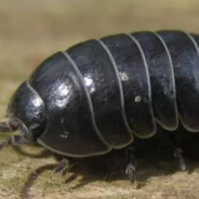 软甲纲等足目卷甲虫科