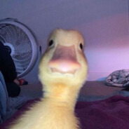 Nozza