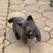 热心市民北子弟