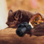 PretzelBat (aka. BongoWongo)