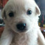 Añacleto