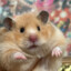 The Major Hamster