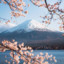 sakura