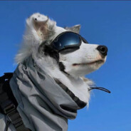 徒弟会来鲸鱼座唱歌